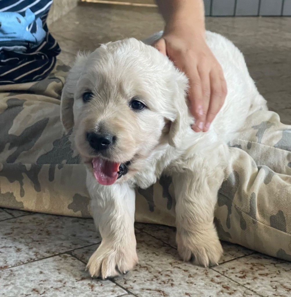 Of tutti frutti island - Chiot disponible  - Golden Retriever