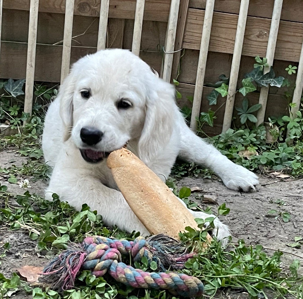 Of tutti frutti island - Chiots disponibles - Golden Retriever