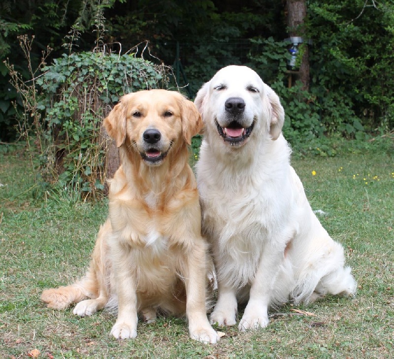 Of tutti frutti island - Golden Retriever - Portée née le 13/08/2016
