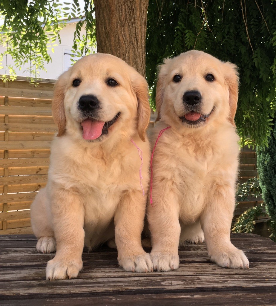 Of tutti frutti island - Golden Retriever - Portée née le 05/04/2017