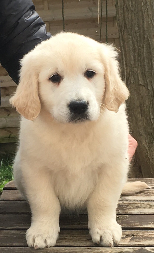 Of tutti frutti island - Golden Retriever - Portée née le 27/01/2018