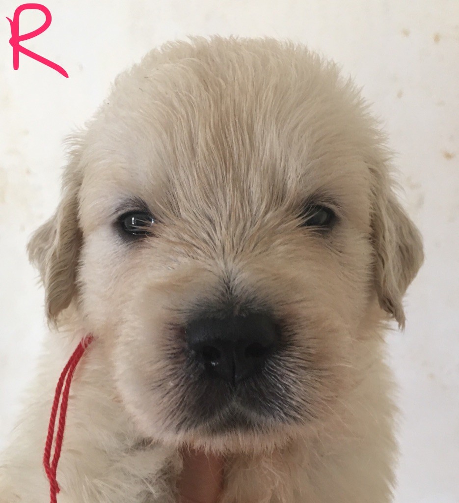 Of tutti frutti island - Golden Retriever - Portée née le 24/05/2018