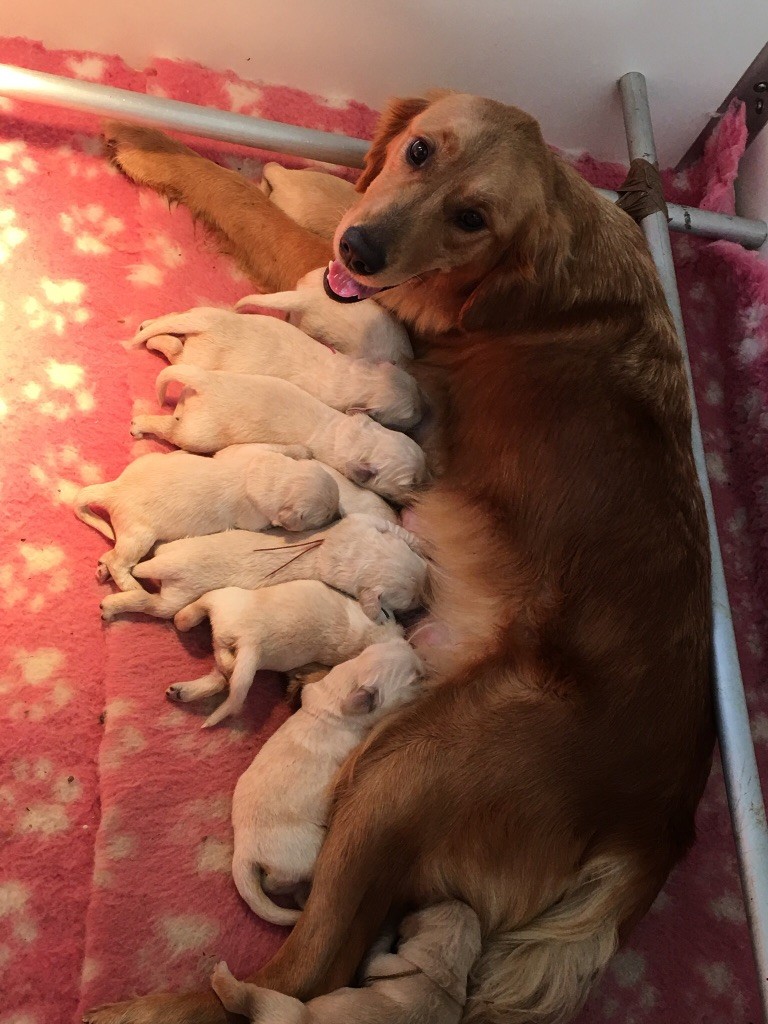 Of tutti frutti island - Golden Retriever - Portée née le 23/12/2017