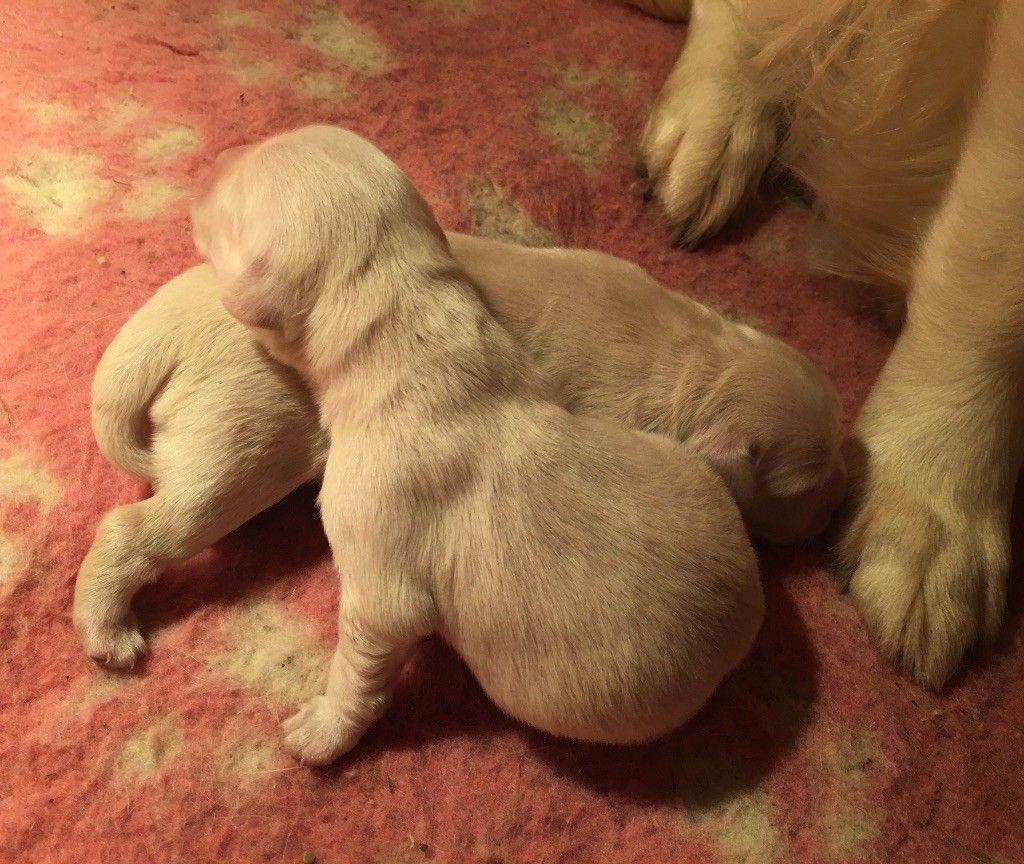 Of tutti frutti island - Golden Retriever - Portée née le 28/10/2018