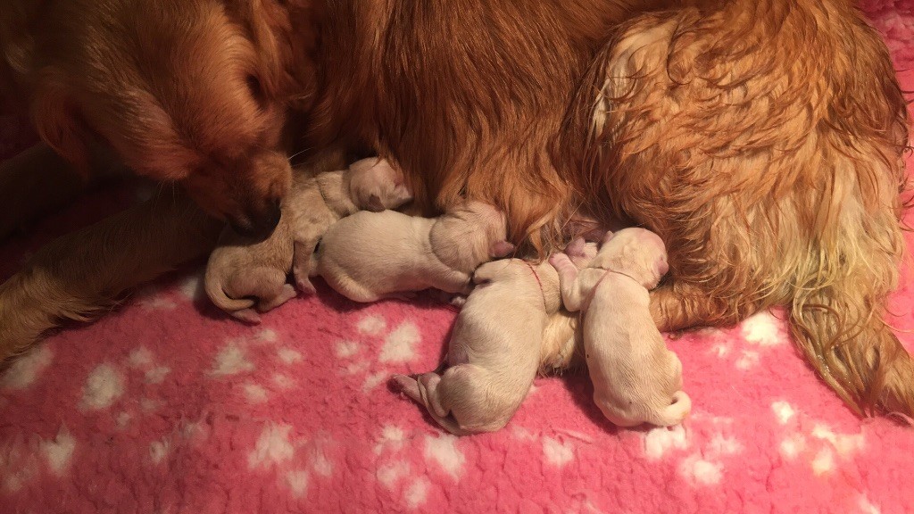 Of tutti frutti island - Golden Retriever - Portée née le 25/07/2018
