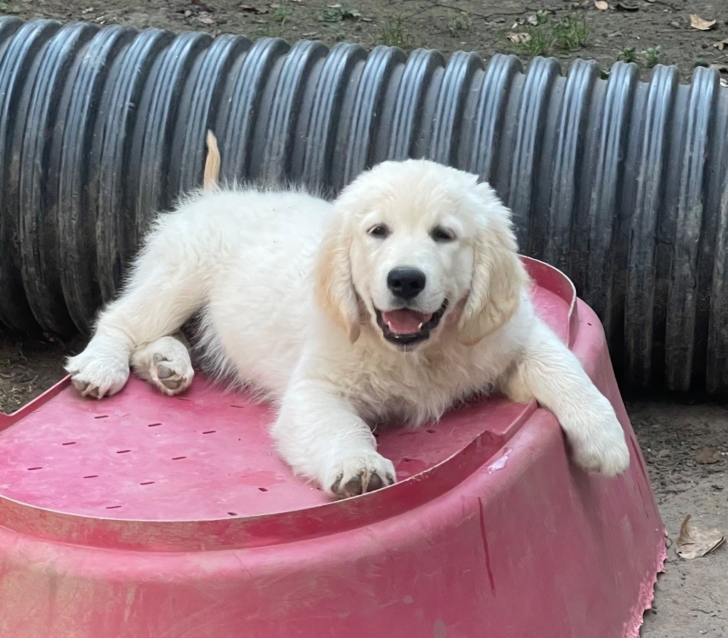 Of tutti frutti island - Chiots disponibles - Golden Retriever