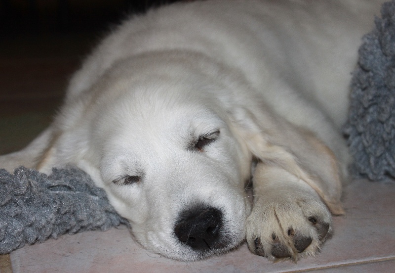 Of tutti frutti island - Golden Retriever - Portée née le 09/12/2011
