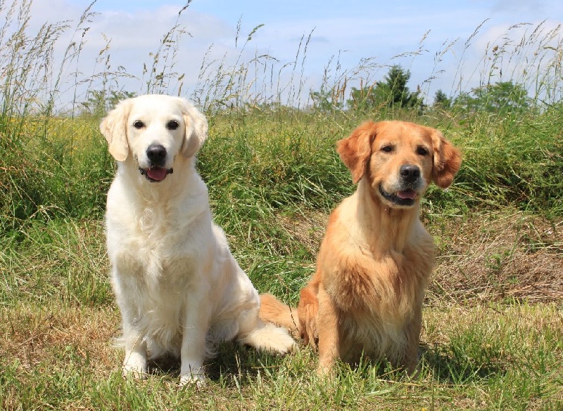 Of tutti frutti island - Golden Retriever - Portée née le 08/08/2016