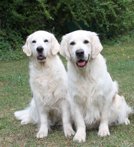 Of tutti frutti island - Golden Retriever - Portée née le 19/08/2016