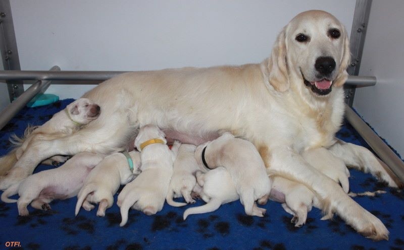 Of tutti frutti island - Golden Retriever - Portée née le 17/10/2014