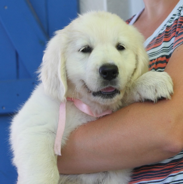 Of tutti frutti island - Golden Retriever - Portée née le 15/06/2012